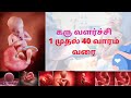 Pregnancy Week by Week in Tamil | Pregnancy Birth and BabyPregnancy week-by-week | Fetal Development