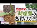 【胡蝶蘭】もう根腐れさせない！野生本来の姿を再現“板付け方法”
