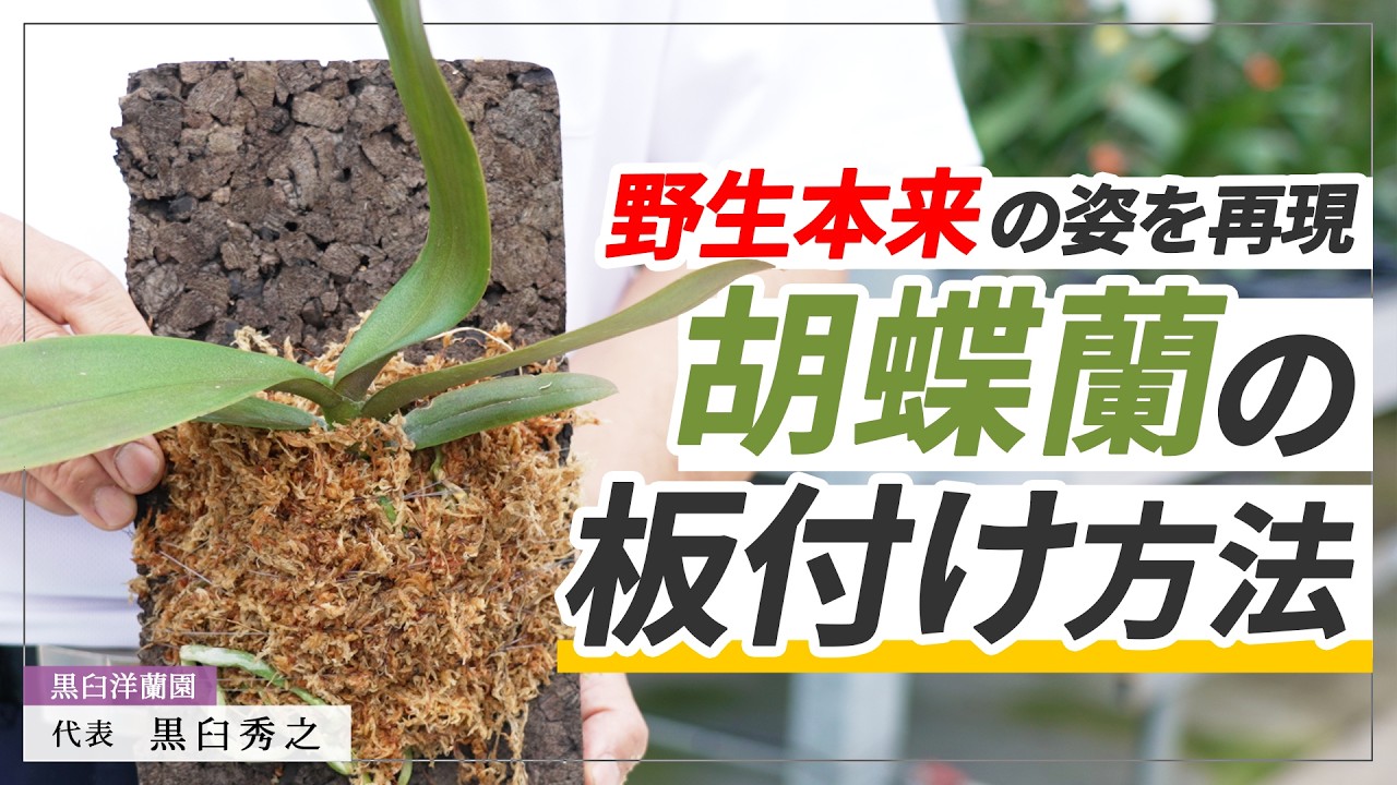 待望のYouTube公開『胡蝶蘭の板付け方法』 | 胡蝶蘭専門店【らんや