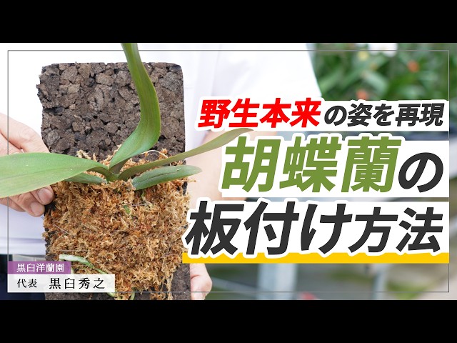 Phalaenopsis Orchids] Never let root rot happen again! Recreate