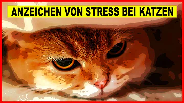 Wie zeigt sich Stress bei Katzen?