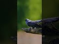 هل سبق لك أن سمعت صوت الوقواق في الطبيعة HAVE YOU EVER HEARD THE CUCKOO SOUND IN NATURE هل سبق لك أن سمعت صوت الوقواق في الطبيعة HAVE YOU EVER HEARD THE CUCKOO SOUND IN NATURE