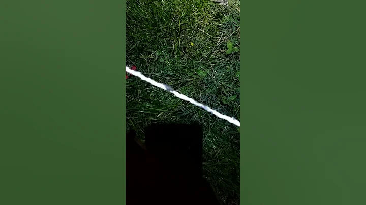 Calves not afraid of live electric wire? #Shorts