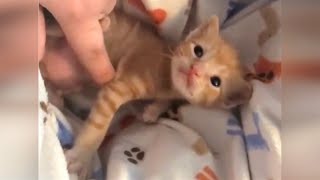 A kitten was crying all alone