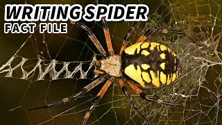 Writing Spider Facts: The YELLOW GARDEN SPIDER  Animal Fact Files