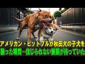 【奇跡の実話】アメリカン・ピットブルが秋田犬の子犬を襲った瞬間…信じられない展開が待っていた！