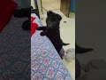 chha Dukh ho chha sukh ho 🐕😭😭