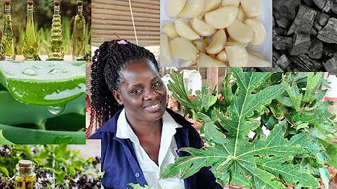 Best Herbal Remedies for Coccidiosis in poultry farming