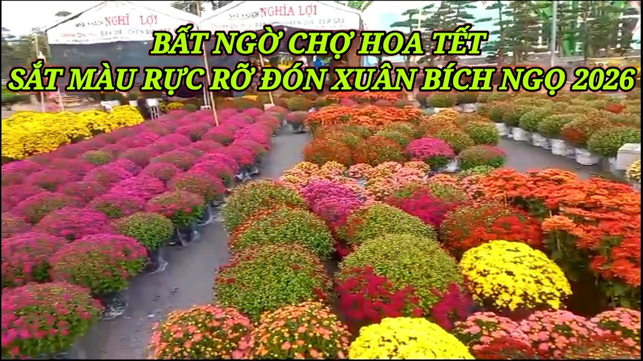 Bất ngờ chợ hoa tết sắt màu rực rỡ đón xuân bính ngọ 2026 #chanhnguyencf 