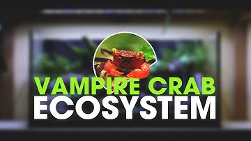 🦀 I MADE A PALUDARIUM FOR VAMPIRE CRABS STEP BY STEP GUIDE