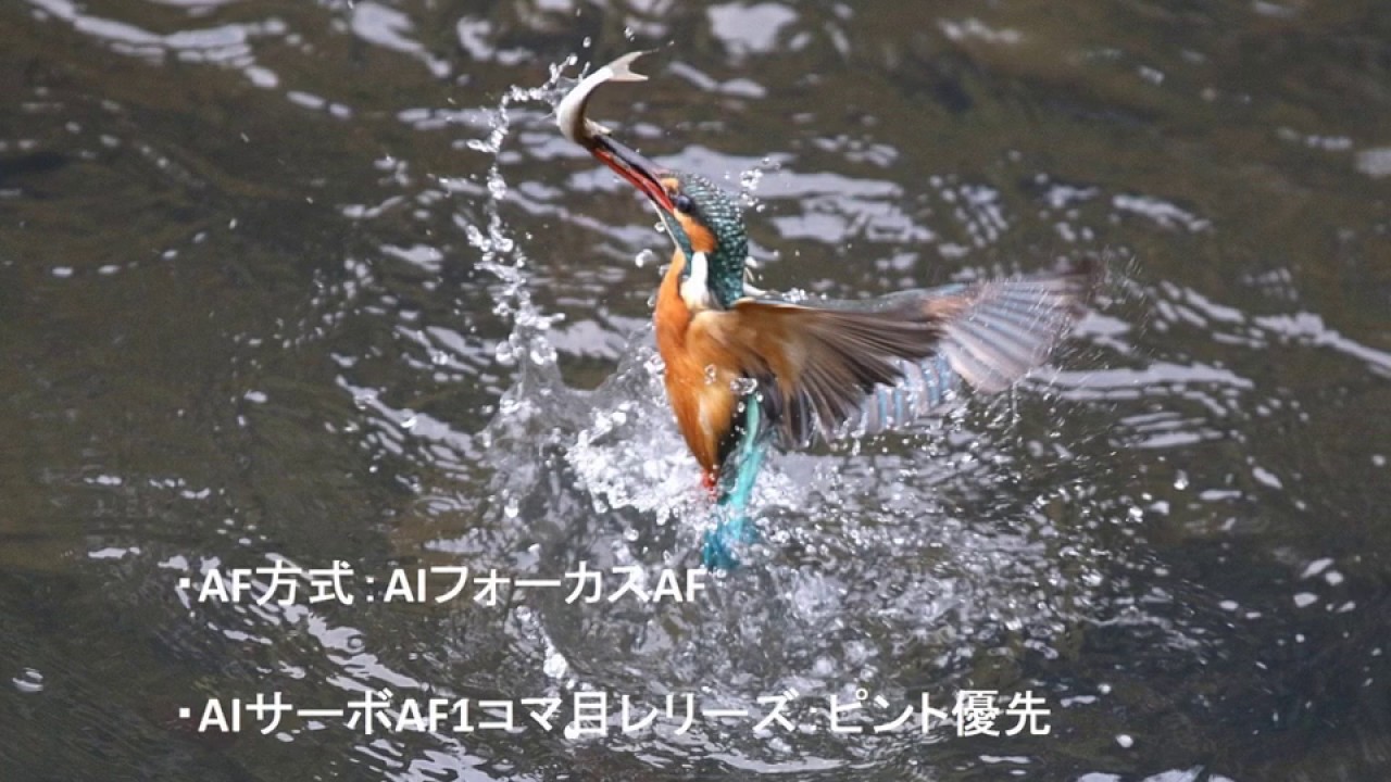 0002#カワセミ#誰でもとれるカワセミの飛び込み写真(エサをくわえて水面から飛び出す写真)#Anyone can take a kingfisher diving photo# 20170119