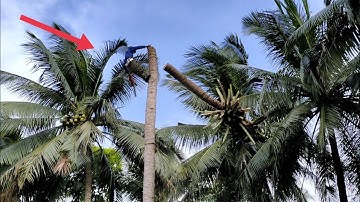 anh thợ cưa hạ cây dừa lão rất cao tập cơn gió lớn nhìn thót tim tập21