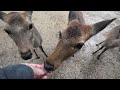 雨の奈良公園と鹿さん(後編)