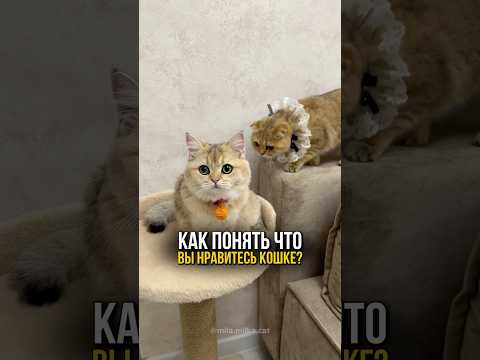 Как понять что вы нравитесь кошке?🐈🐈🐈 #котики #cat #кошки #смешныекоты
