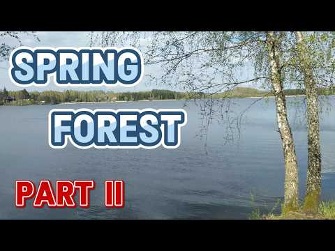 Spring Forest Part II 4K #asmr #spring #forest #water #travel