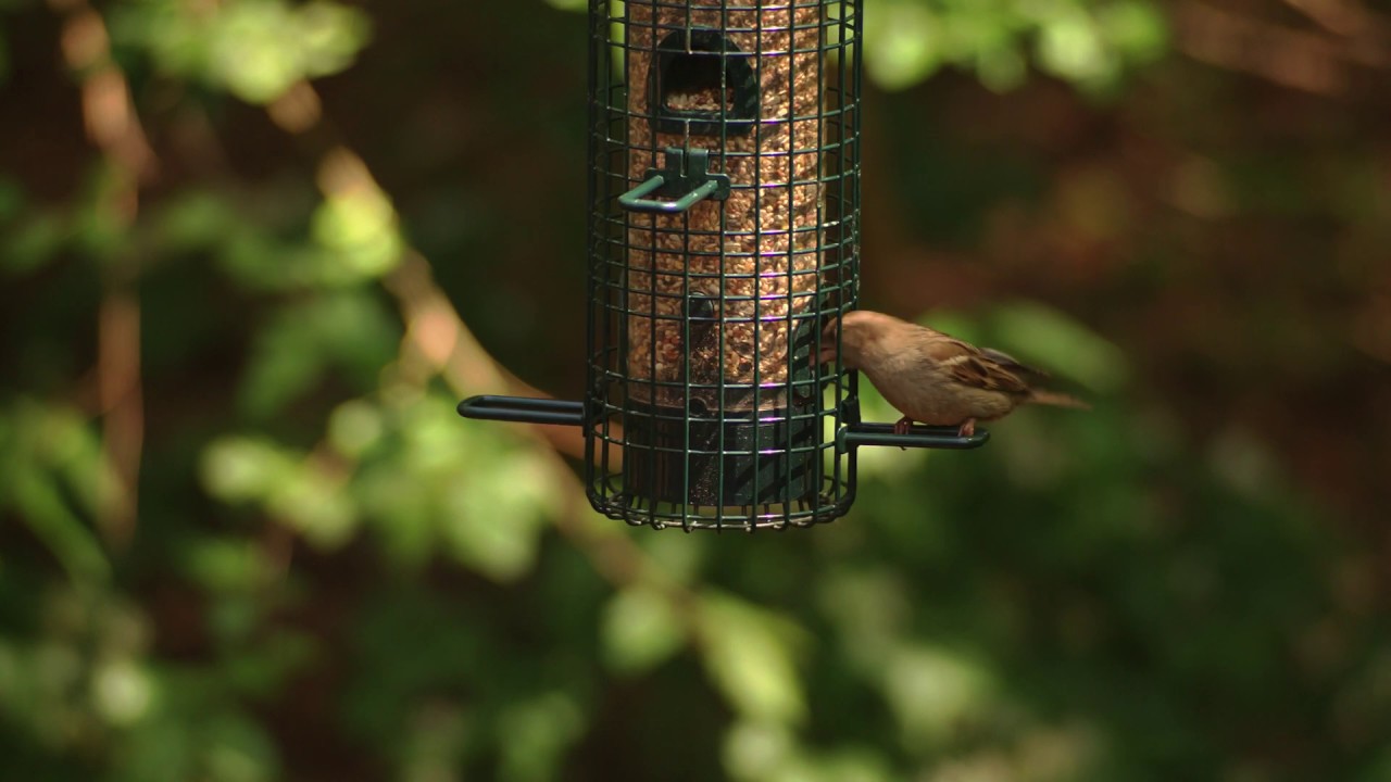 birds eating YouTube