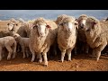 ‘Activist-driven agenda’: Government ‘persisting’ with phasing out live sheep exports