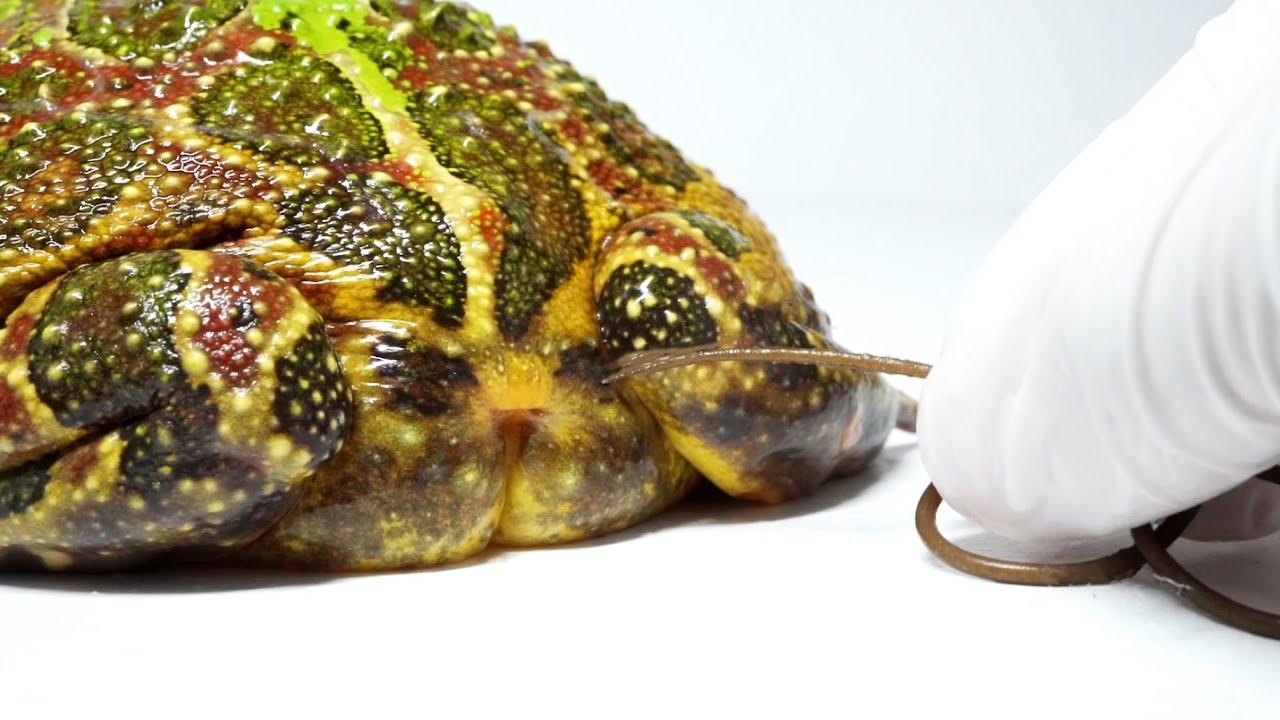 When a frog is parasitized by a wireworm - YouTube