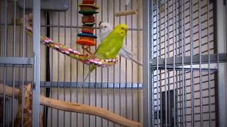 Budgie ("parakeet") chirping along with Tercer Cielo Enamorados screenshot 4