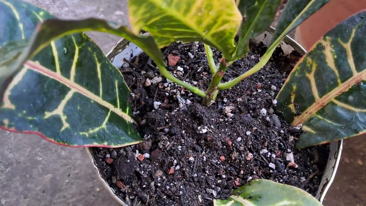 CRATON BİTKİSİ:KÖKENİ, ÖZELLİKLERİ ve BAKIMI