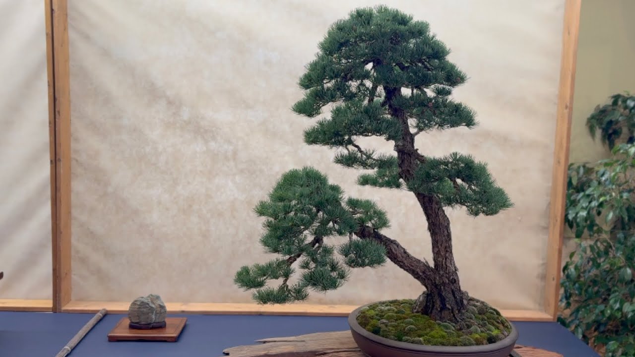 ARCO BONSAI 2025 - 39ª edizione mostra e mercato bonsai