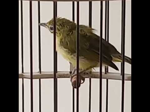 Suara pikat Mp3 anakan \u0026  Indukan Burung Sirtu~Suara Anak burung cipoh terbaik