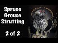 Spruce Grouse Strutting, Part 2 of 2... Art of Taxidermy