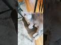 I love him so much #pets #animals #cats #cute #funny