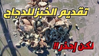 الطريقة الصحيحة لتقديم الخبز للدجاج | مع تحذير مهم !! #chicken