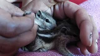 new baby squirrels rescue ❤