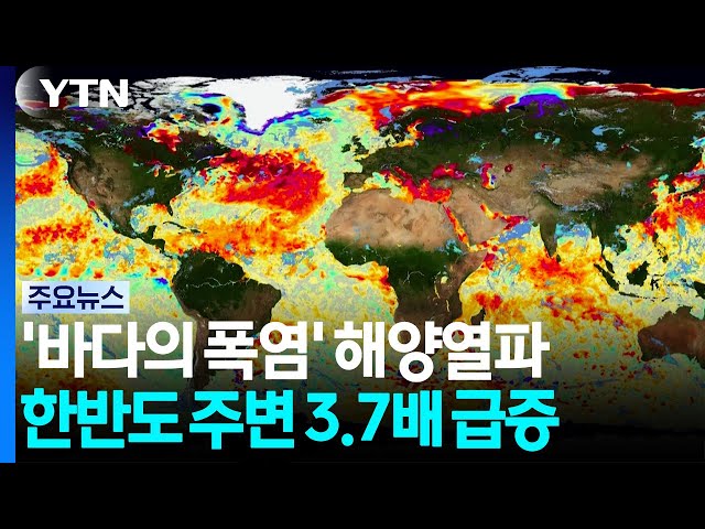 '바다의 폭염' 해양열파...한반도 주변 3.7배 급증 / YTN
