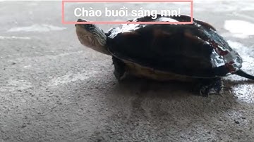 Rùa và ếch, chú rùa bị ngã và cái kết bất ngờ!!!