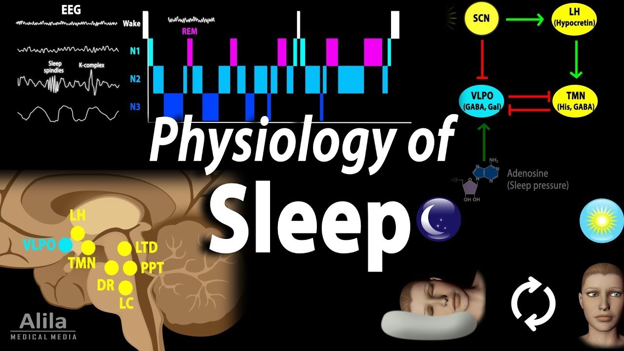 EXPLAIN THE CAUSES AND PATHOPHYSIOLOGY OF SLEEP APNEA. YouTube