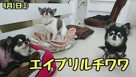犬のひみつきち Youtube 犬のひみつきち Youtube
