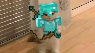 🔥⚔️ SOLR + W-Tap = PvP Insano | Minecraft Bedrock ⚔️🔥