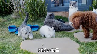 初めて外を出た新入りのマンチカンの子猫をずっと見守る先住猫「かわいい子猫」