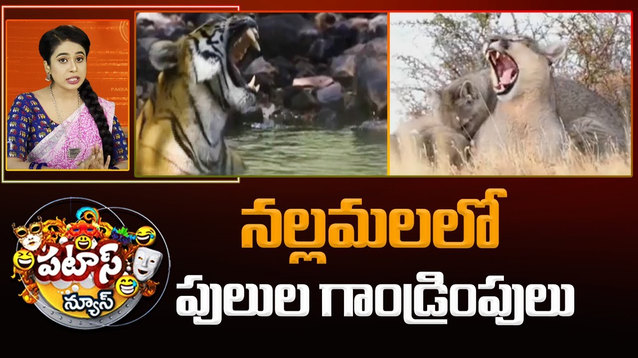 నల్లమలలో పులుల గాండ్రింపులు | Tigers Census In Nallamala Forest | Patas News | 10TV News