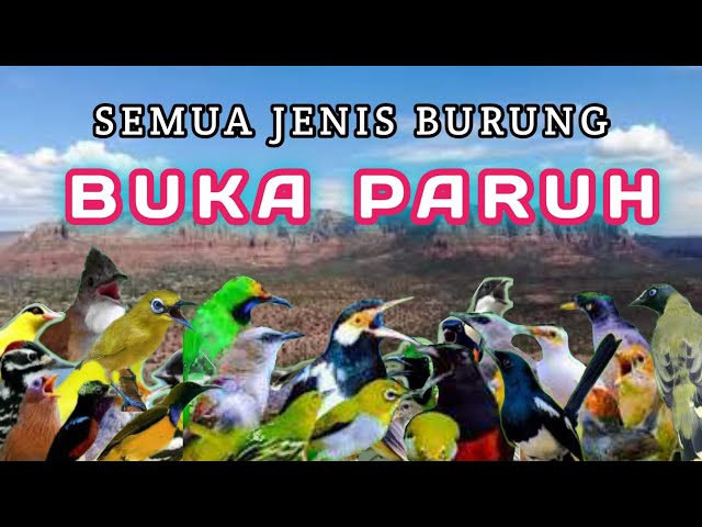 TERAPI PAGI DAN MALAM HARI UNTUK SEMUA JENIS BURUNG, TERAPI BURUNG MACET BUNYI, TERAPI AIR AMPUH class=