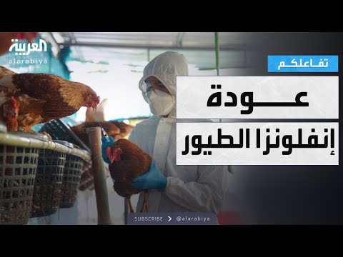 تفاعلكم إنفلونزا الطيور زيادة سريعة عالميا ومئات آلاف الإعدامات