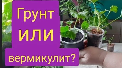 В чём лучше укоренять черенки? Отчёт об укоренении: грунт, вермикулит, с корневином и без.