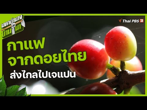 กาแฟจากดอยไทย ส่งไกลไปเจแปน : มหาอำนาจบ้านนา