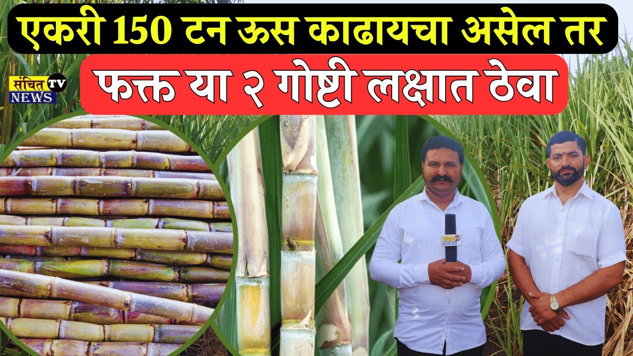 एकरी १५० टन ऊस काढायचा असेल तर फक्त या २ गोष्टी लक्षात ठेवा | Sugarcane Farming #sugarcanefarming
