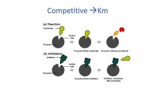 USMLE STEP1: Enzyme Kinetics + practice Questions