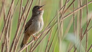 Соловьиный сверчок (англ. Savi's warbler)