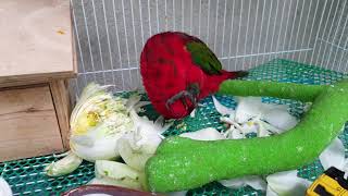 Cute Lory bird apply fragrance from lotus to whole body.