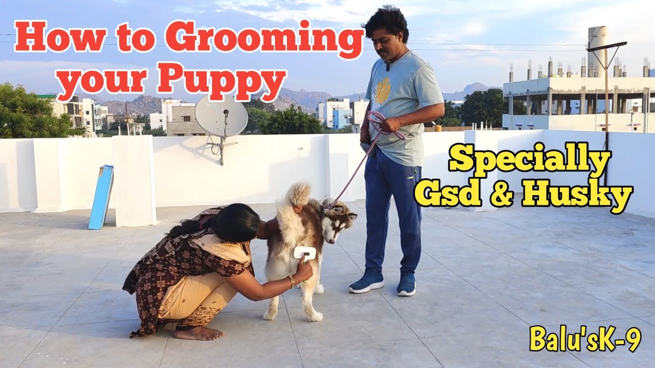 How to grooming your puppy 