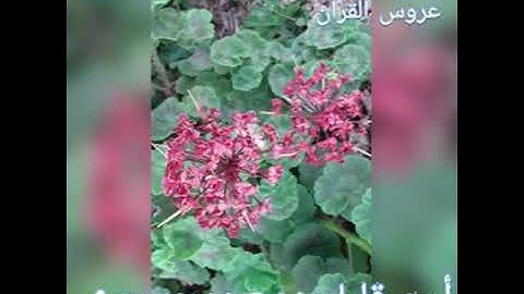 سورة الرحمن بدون حقوق طبع و نشر عروس القرآن