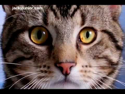 Video: El Primer Gato Domesticado