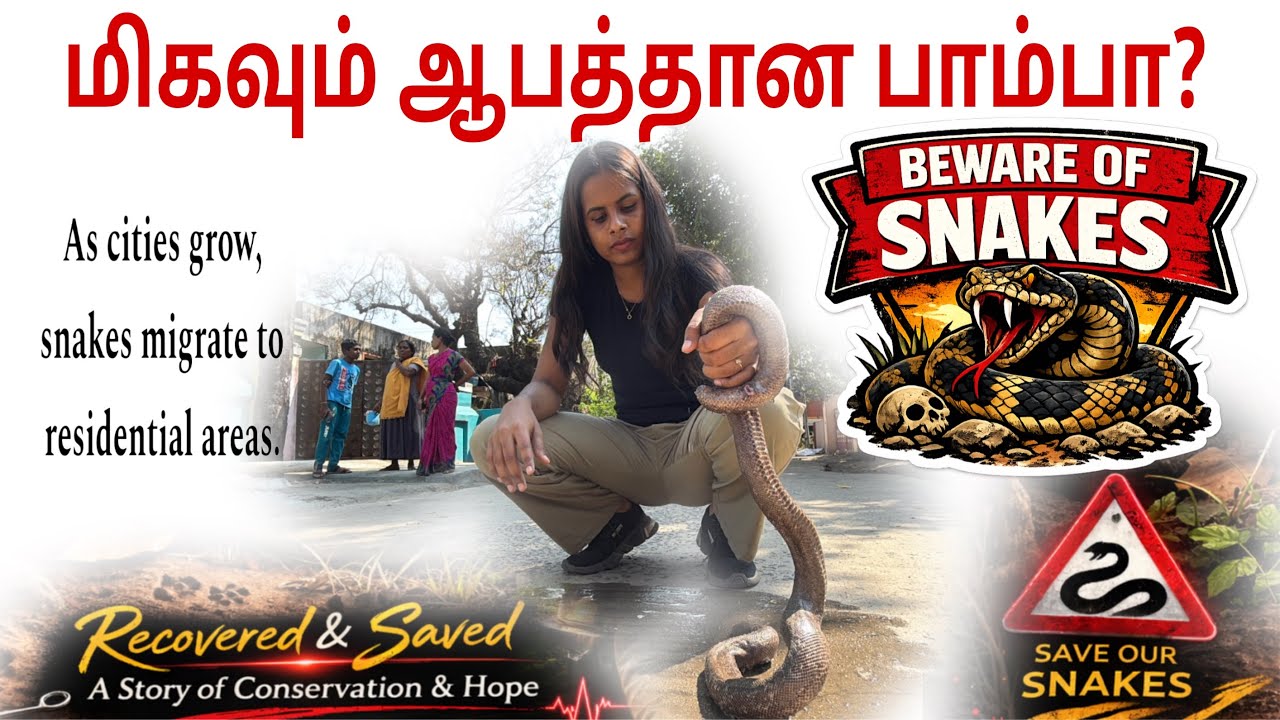 ஆபத்தான பாம்பா ? || “IS IT A DANGEROUS SNAKE ?”