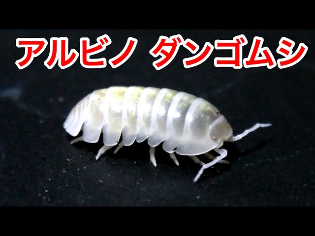 Truly pure white! Albino pillbugs are so beautiful - YouTube